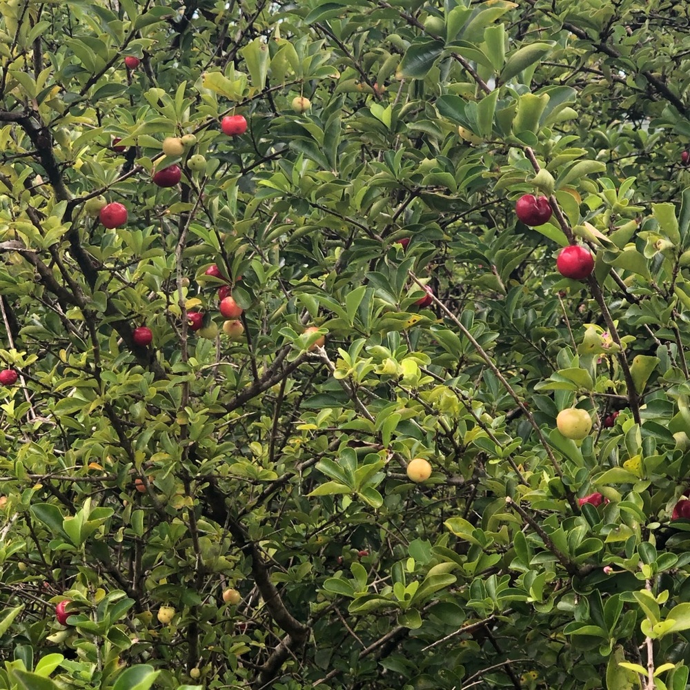 Meet your Posher, Isamari